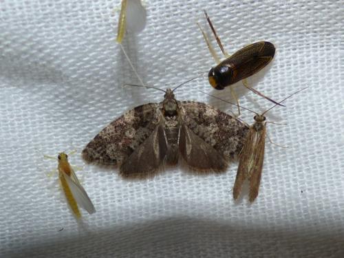 Cnephasia sp.