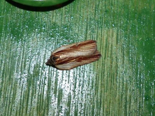 Acleris hastiana