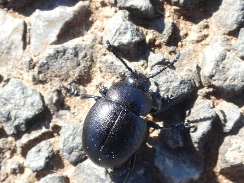 Timarcha goettingensis