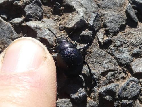 Timarcha goettingensis