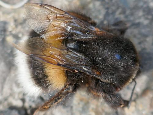 Bombus terrestris