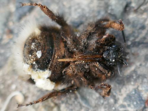 Réf. 298 050 : Bombus terrestris