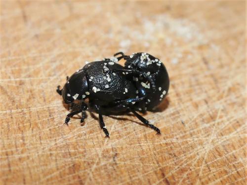 Réf. 298 474 : Timarcha maritima