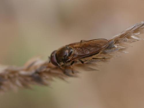 Cheilosia sp.