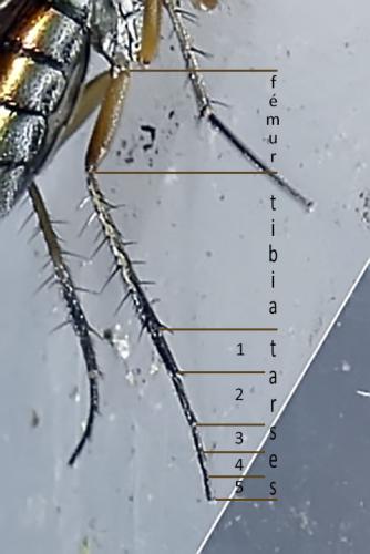 Poecilobothrus nobilitatus