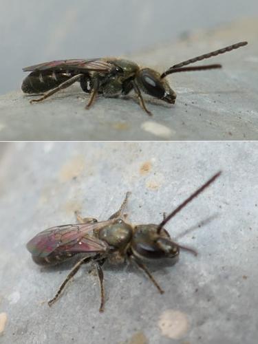Lasioglossum morio