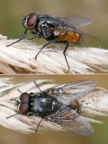 Réf. 298 122 : Musca autumnalis