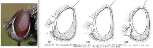Musca sp.