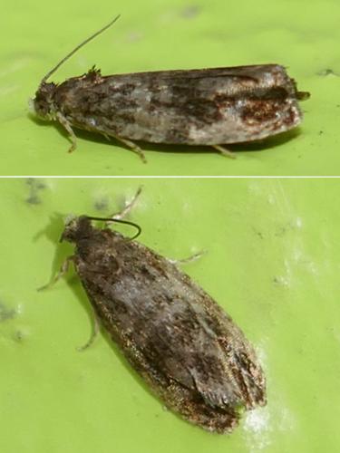Olethreutinae