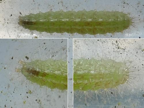 Emmelina monodactyla