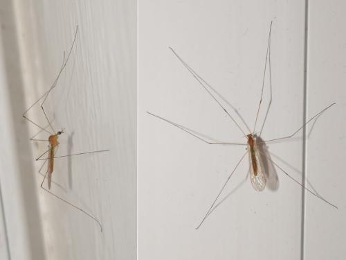 Réf. 298 172 : Dicranomyia chorea