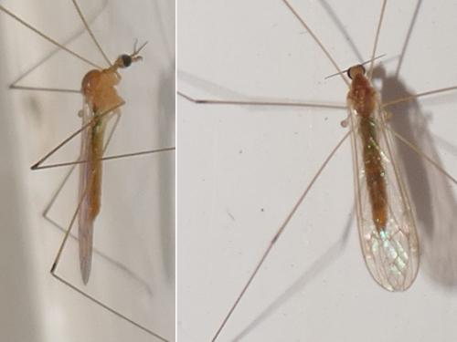 Dicranomyia chorea