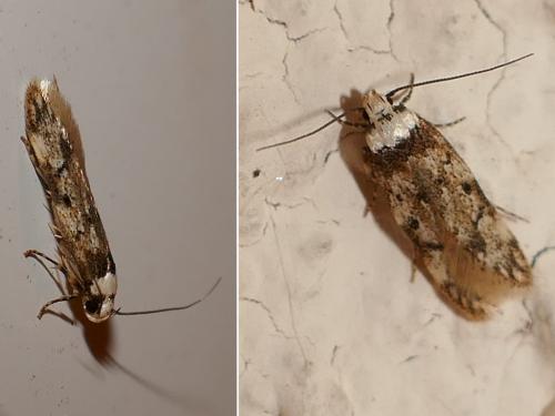 Réf. 298 818 : Endrosis sarcitrella