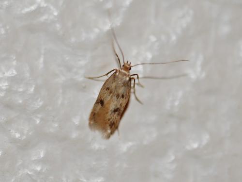 Borkhausenia sp.
