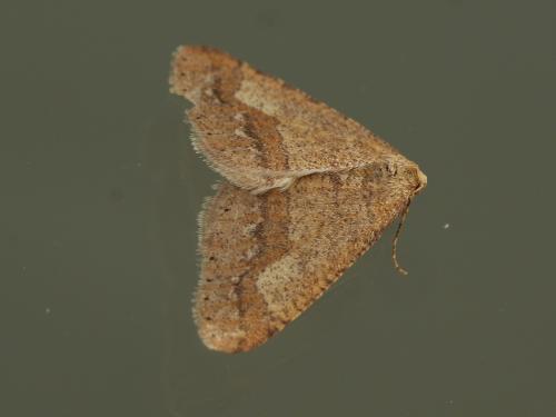 Réf. 298 895 : Agriopis marginaria