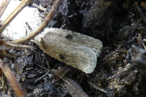 Réf. 298 721 : Agonopterix propinquella