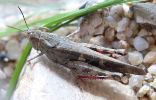 Réf. 298 856 : Aiolopus strepens