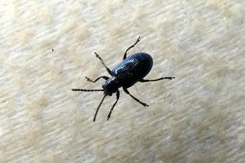 Oulema sp.