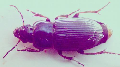 Réf. 298 931 : Harpalus distinguendus
