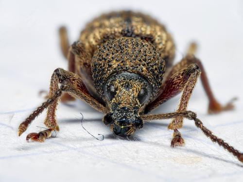 Otiorhynchus sp.
