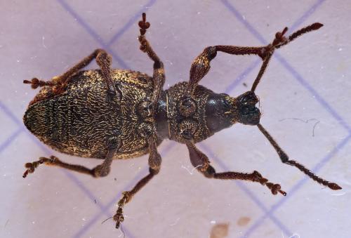 Otiorhynchus sp.