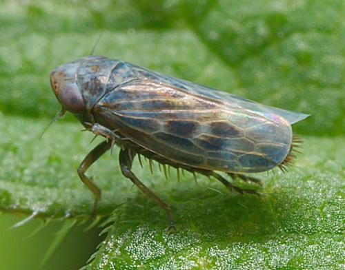 Réf. 298 376 : Deltocephalus sp.