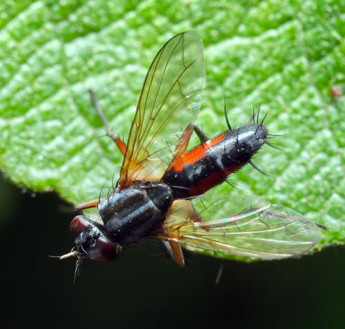 Réf. 298 704 : Mintho rufiventris