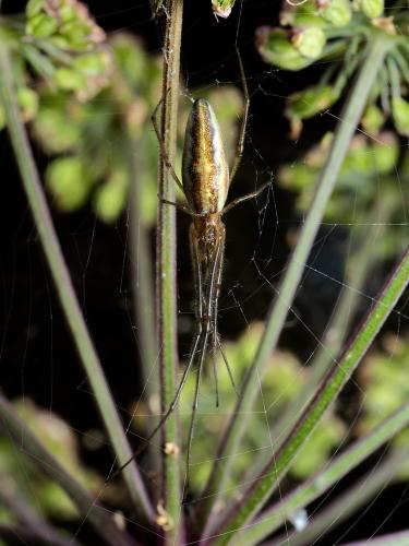 Réf. 298 951 : Tetragnatha extensa