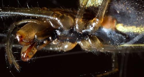 Réf. 298 952 : Tetragnatha extensa