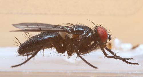 Nyctia sp.
