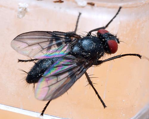 Nyctia sp.