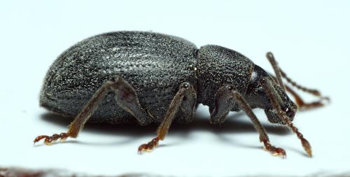 Réf. 298 458 : Otiorhynchus meridionalis