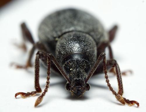 Réf. 298 459 : Otiorhynchus meridionalis