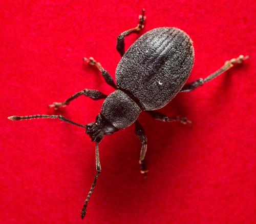 Réf. 298 457 : Otiorhynchus meridionalis