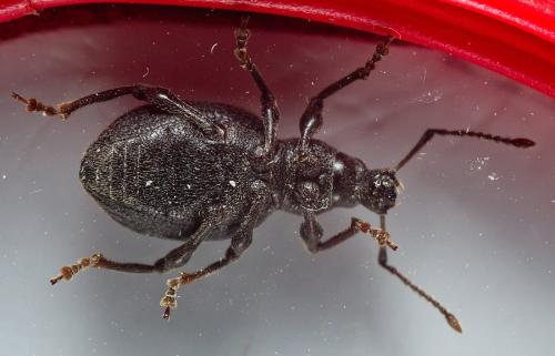 Réf. 298 493 : Otiorhynchus meridionalis