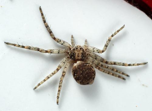 Réf. 298 823 : Philodromus buxi