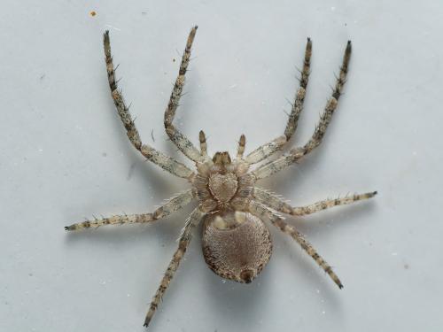 Réf. 298 824 : Philodromus buxi