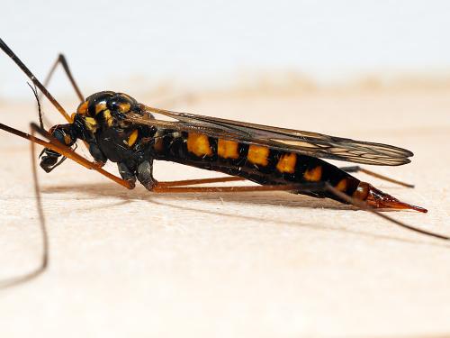 Réf. 298 767 : Nephrotoma crocata