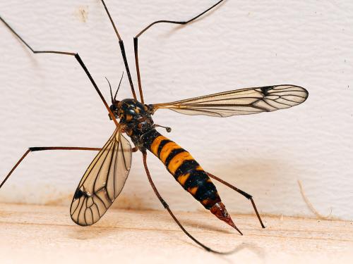Réf. 298 766 : Nephrotoma crocata