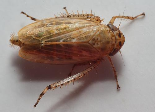 Réf. 298 131 : Euscelidius variegatus