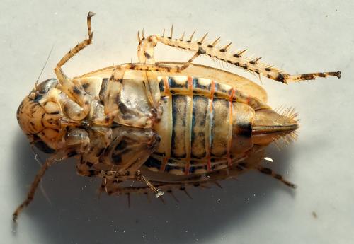 Réf. 298 132 : Euscelidius variegatus