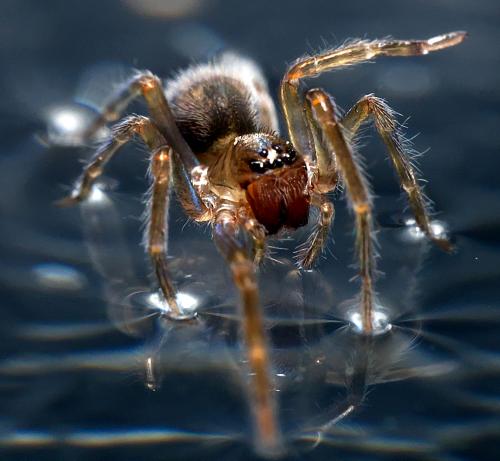 Amaurobius ferox