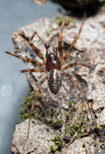 Réf. 298 138 : Lepthyphantes minutus