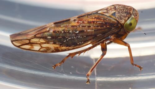 Acericerus ribauti