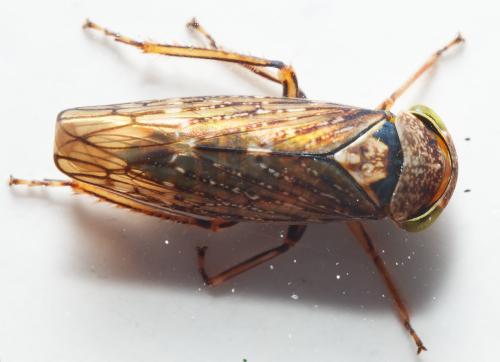 Acericerus ribauti