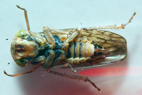 Acericerus ribauti