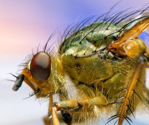 Scathophaga stercoraria
