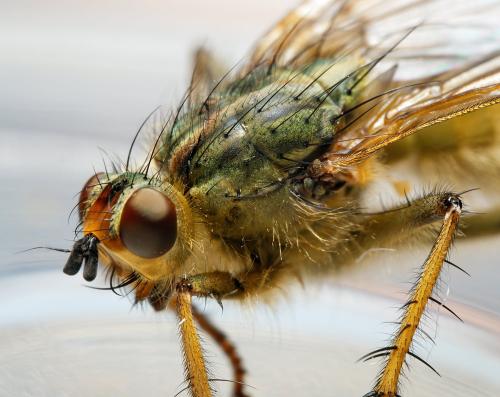 Scathophaga stercoraria