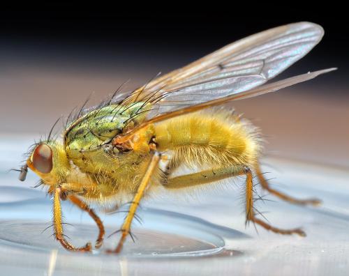 Réf. 298 399 : Scathophaga stercoraria