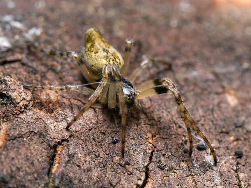 Réf. 298 999 : Cyclosa conica